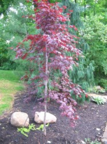 "Bloodgood" Japanese maple