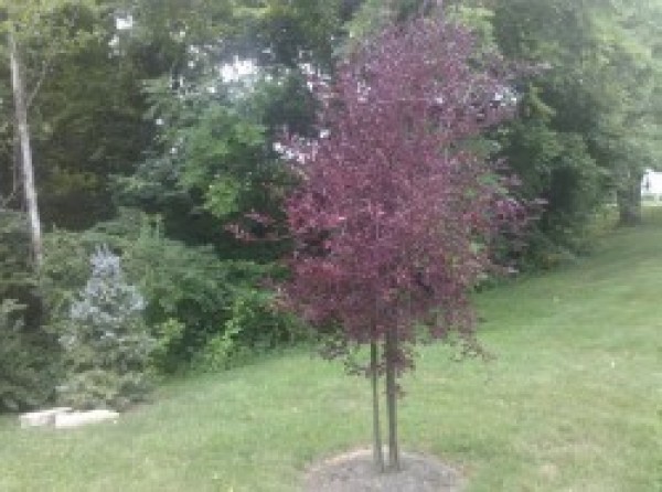 Canada Red Cherry tree