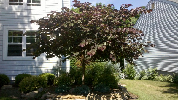 Forest Pansy Redbud tree, Milford, Loveland, Cincinnat, 