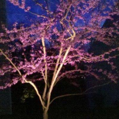 LED spot light illuminating Red Bud tree