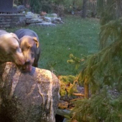 Dogs drinking water from a bubbling boulder