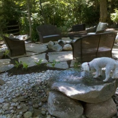 Dog drinking water from a bubbling boulder